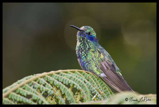 Image of Sparkling Violet-ear