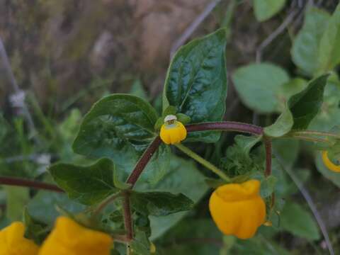 Image of Calceolaria glandulosa Poepp. ex Benth.