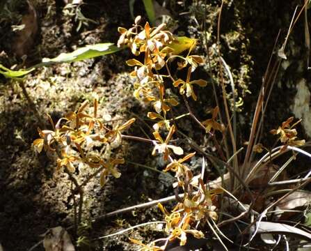 Слика од Encyclia candollei (Lindl.) Schltr.