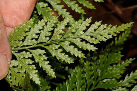 Image of Hare's Foot Fern