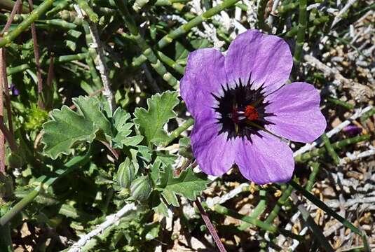 Image of Erodium guttatum (Desf.) Willd.