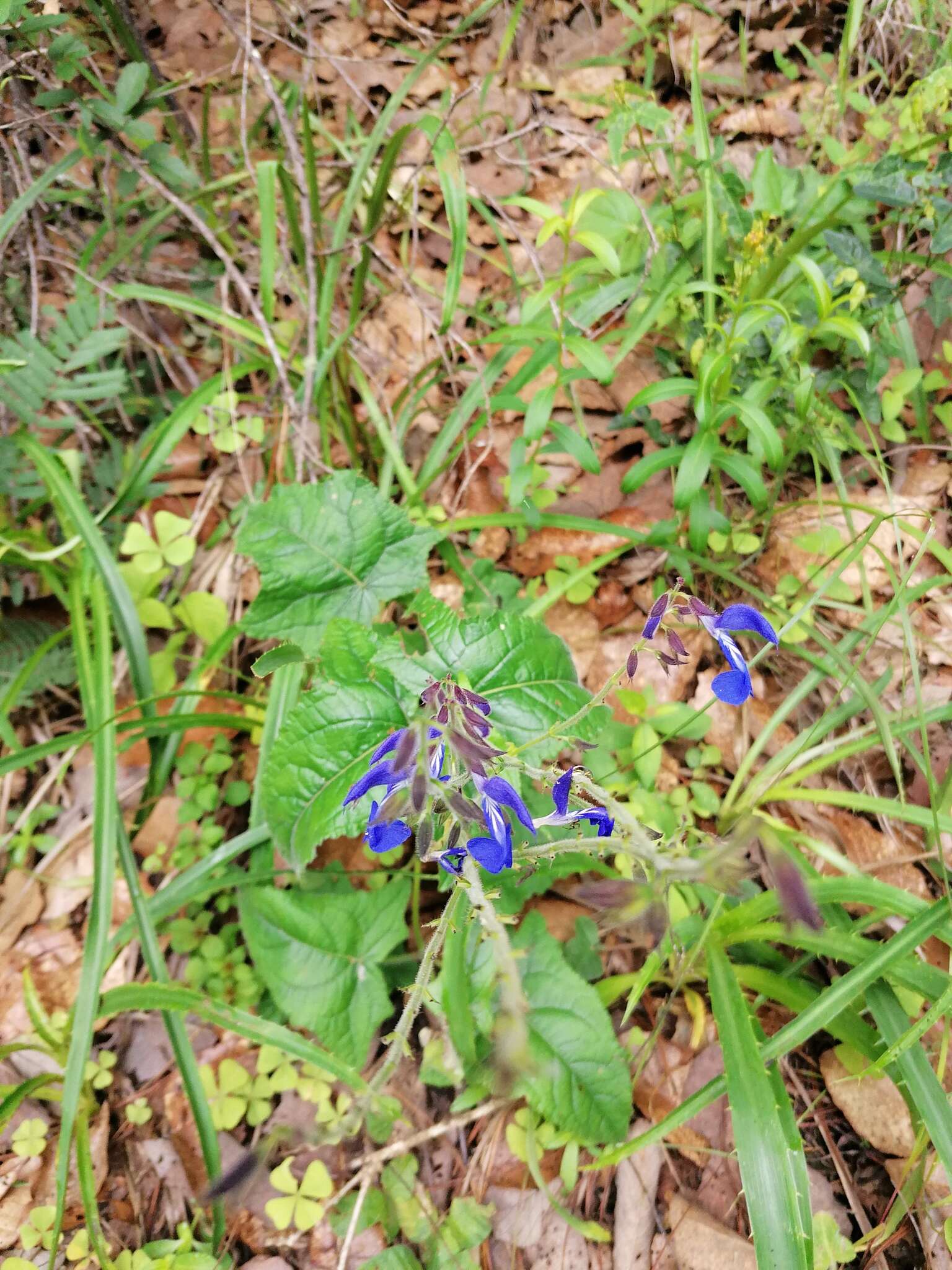 Salvia vitifolia Benth. resmi