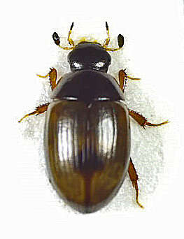 صورة Cercyon (Cercyon) unipunctatus (Linnaeus 1758)