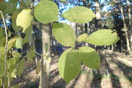 Image of Ilex macropoda Miq.