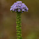 Selago rotundifolia L. fil. resmi