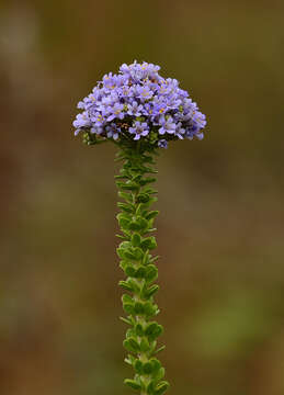 Image of Selago rotundifolia L. fil.