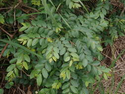 Image of Breynia vitis-idaea (Burm. fil.) C. E. C. Fisch.