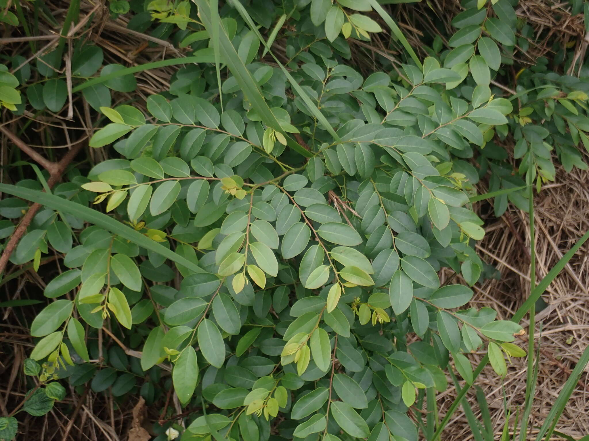 Image of Breynia vitis-idaea (Burm. fil.) C. E. C. Fisch.