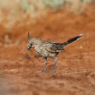 Image of Chirruping Wedgebill