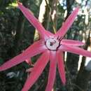 Image of Passiflora speciosa Gardn.