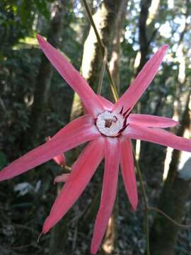 Imagem de Passiflora speciosa Gardn.