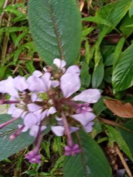 Слика од Phyllopentas mussaendoides (Baker) Kårehed & B. Bremer