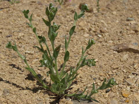 Plagiobothrys glomeratus A. Gray resmi