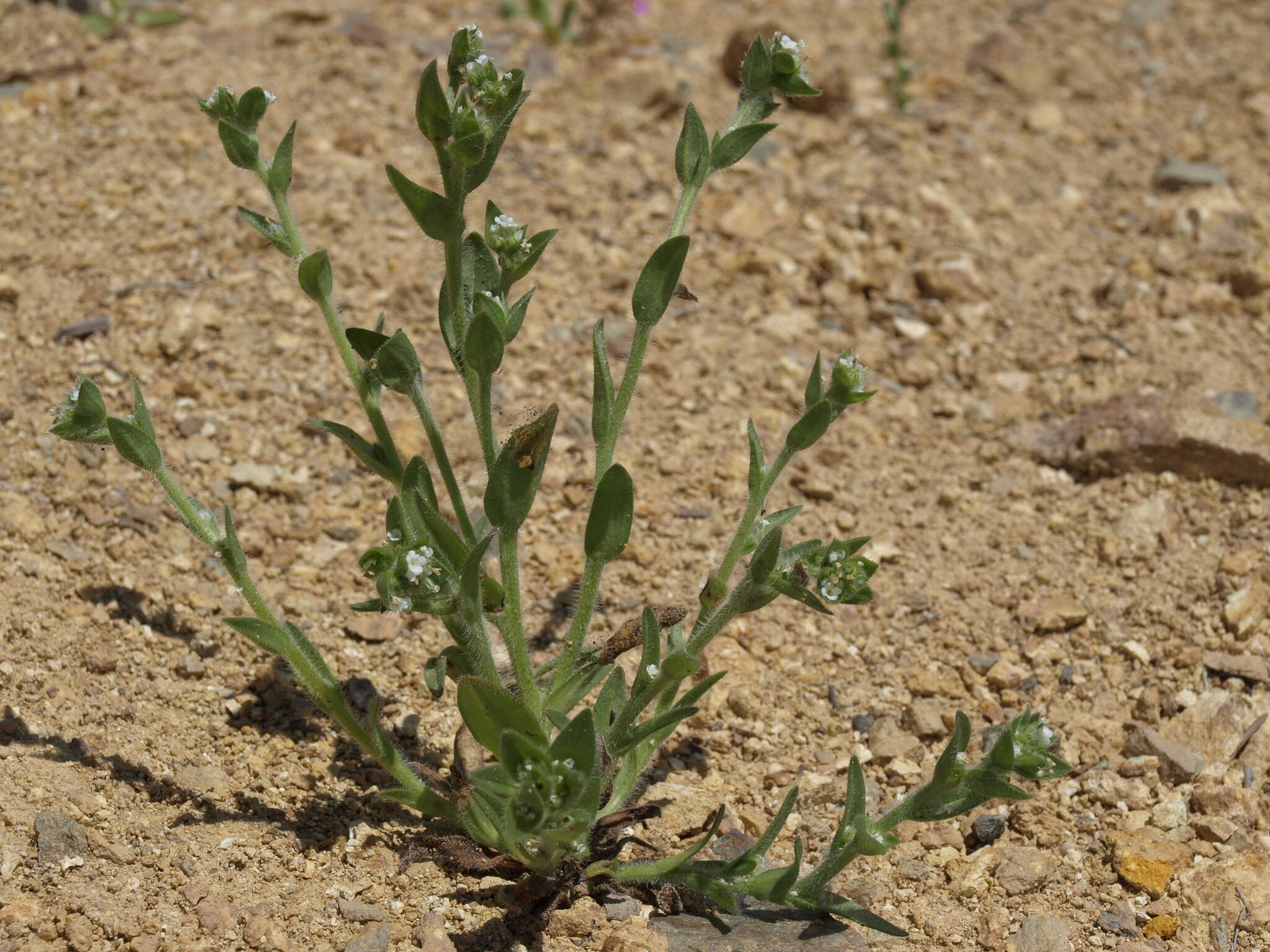 Plagiobothrys glomeratus A. Gray resmi