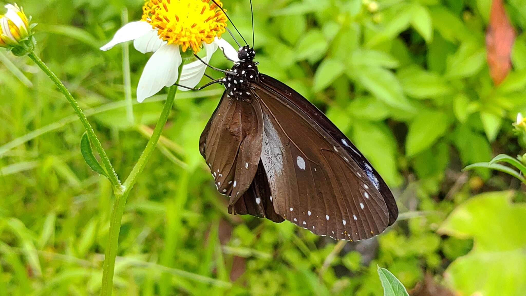 Sivun Euploea tulliolus koxinga Fruhstorfer 1908 kuva