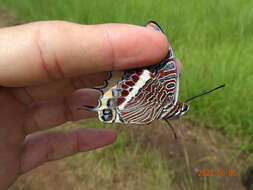 Imagem de Charaxes epijasius Reiche 1849