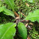 Plancia ëd Streptocarpus gardenii Hook.