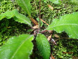 Sivun Streptocarpus gardenii Hook. kuva