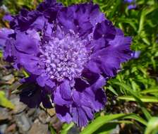 Image of Pincushion-flower