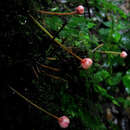 Image of Saurauia cauliflora Noronha ex DC.