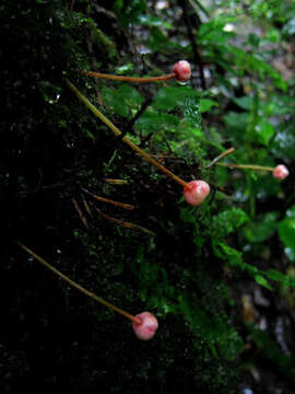 Image of Saurauia cauliflora Noronha ex DC.