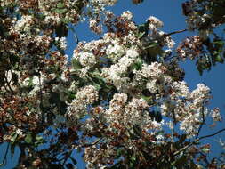 Слика од Cordia trichotoma (Vell.) Arrab. ex Steud.