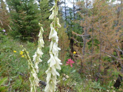 Image of white sweetvetch