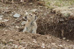 Image of Black-lipped Pika