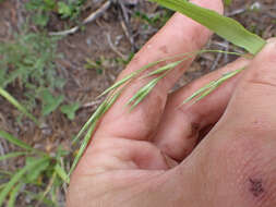 Plancia ëd Bromus porteri (Coult.) Nash