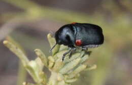 Image of Saxinis (Boreosaxinis) deserticola Moldenke 1970