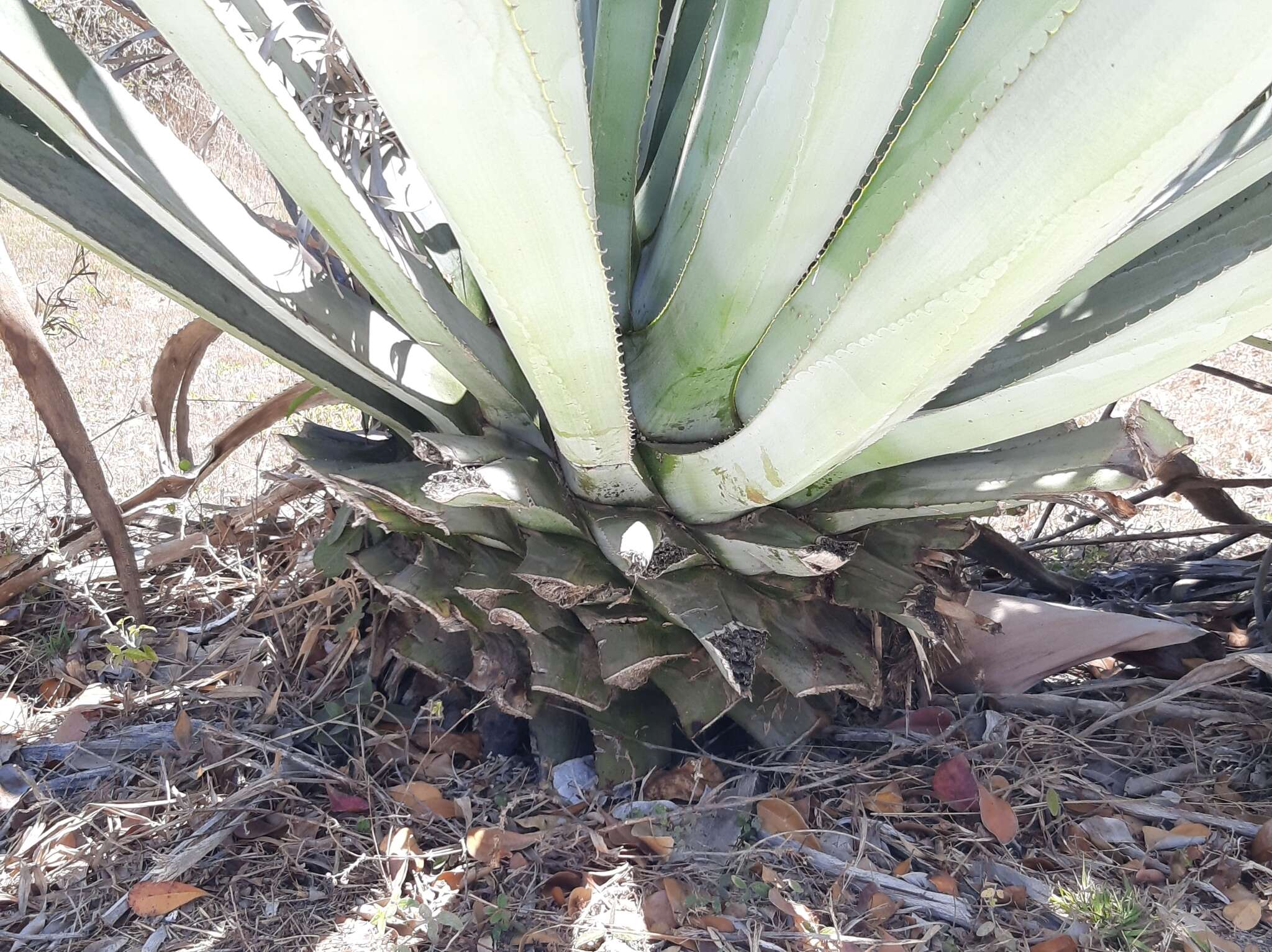 Image of tequila agave