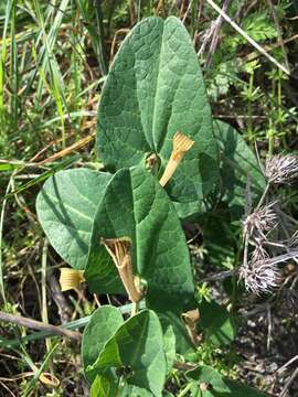 Image of Aristolochia paucinervis Pomel