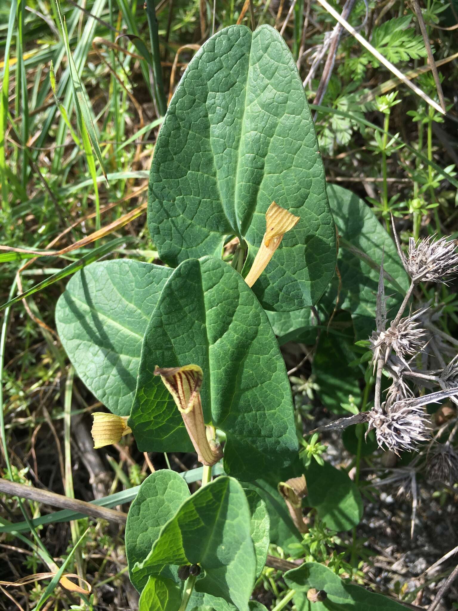 Image of Aristolochia paucinervis Pomel