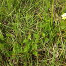 Image of yellow flymallow