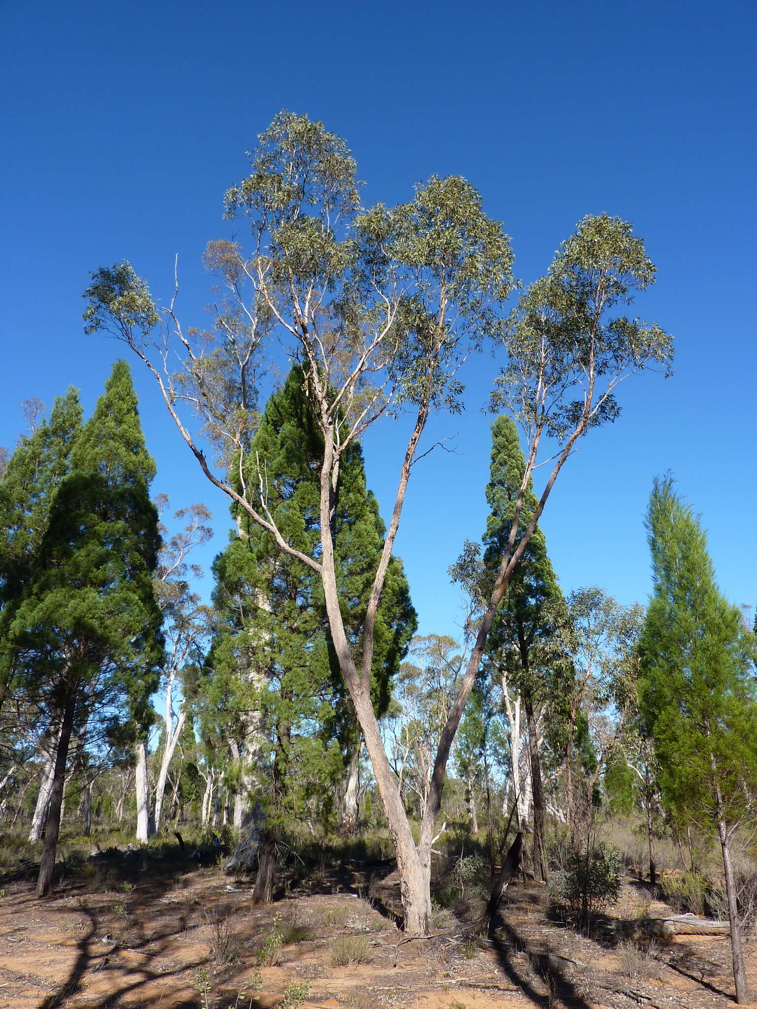 Image of Eucalyptus chloroclada (Blakely) L. A. S. Johnson & K. D. Hill