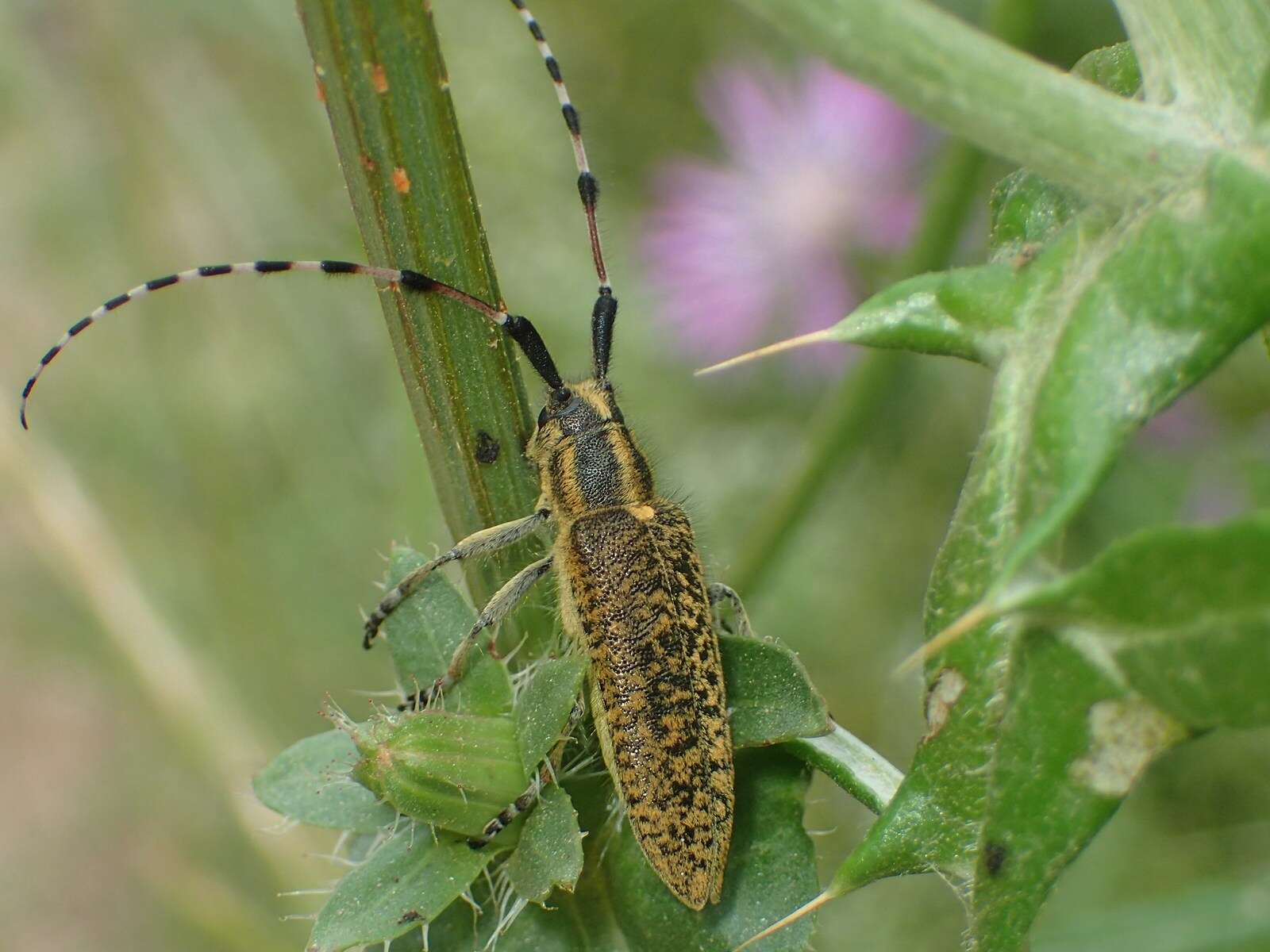 Image of Agapanthia (Epoptes) sicula Ganglbauer 1884