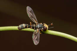 Image of Physocephala pusilla (Meigen 1824)