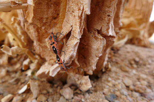 Image de Spilostethus longulus (Dallas & W. S. 1852)