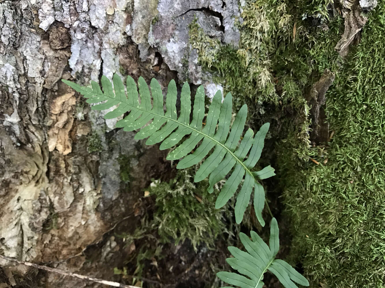 Polypodium appalachianum Haufler & Windham的圖片