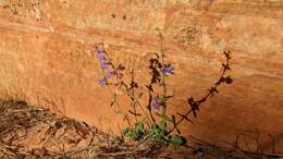 Image of low beardtongue