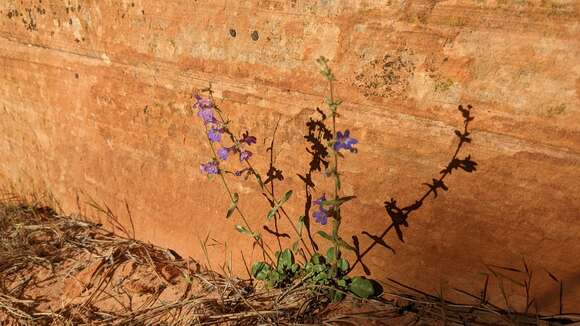 Sivun Penstemon humilis subsp. obtusifolius (Pennell) D. D. Keck kuva