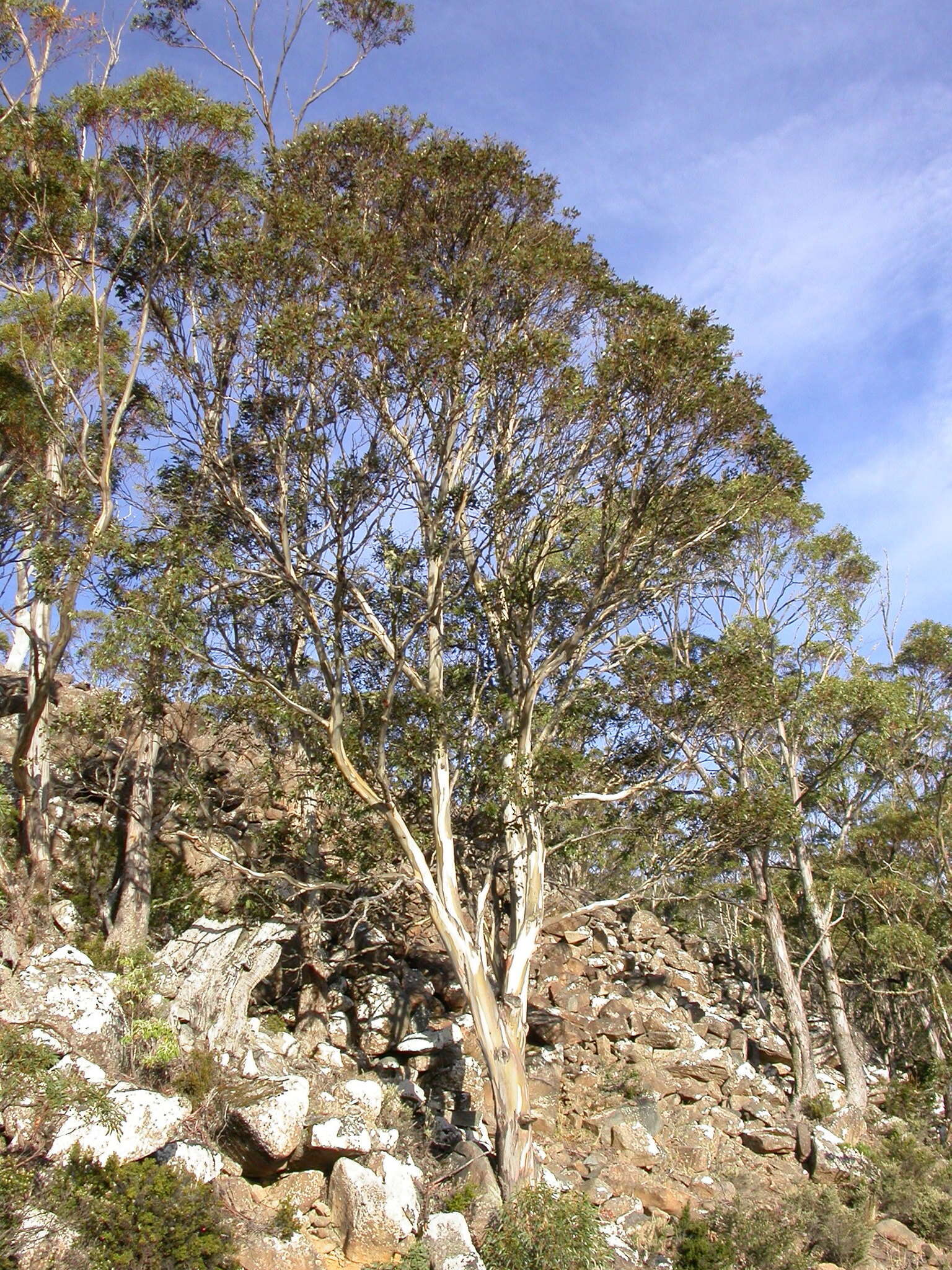 Image of urn gum