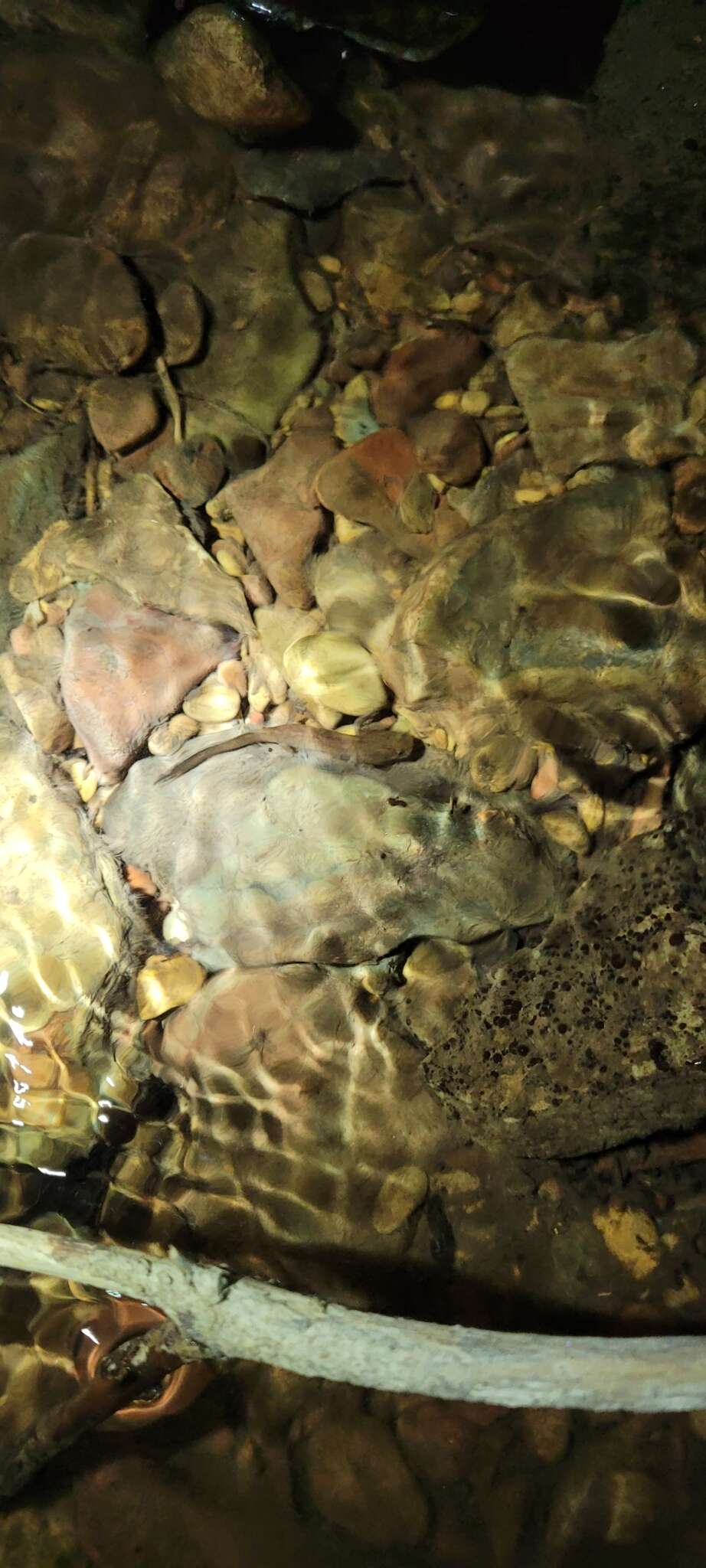 Image de Dicamptodon de l'Idaho