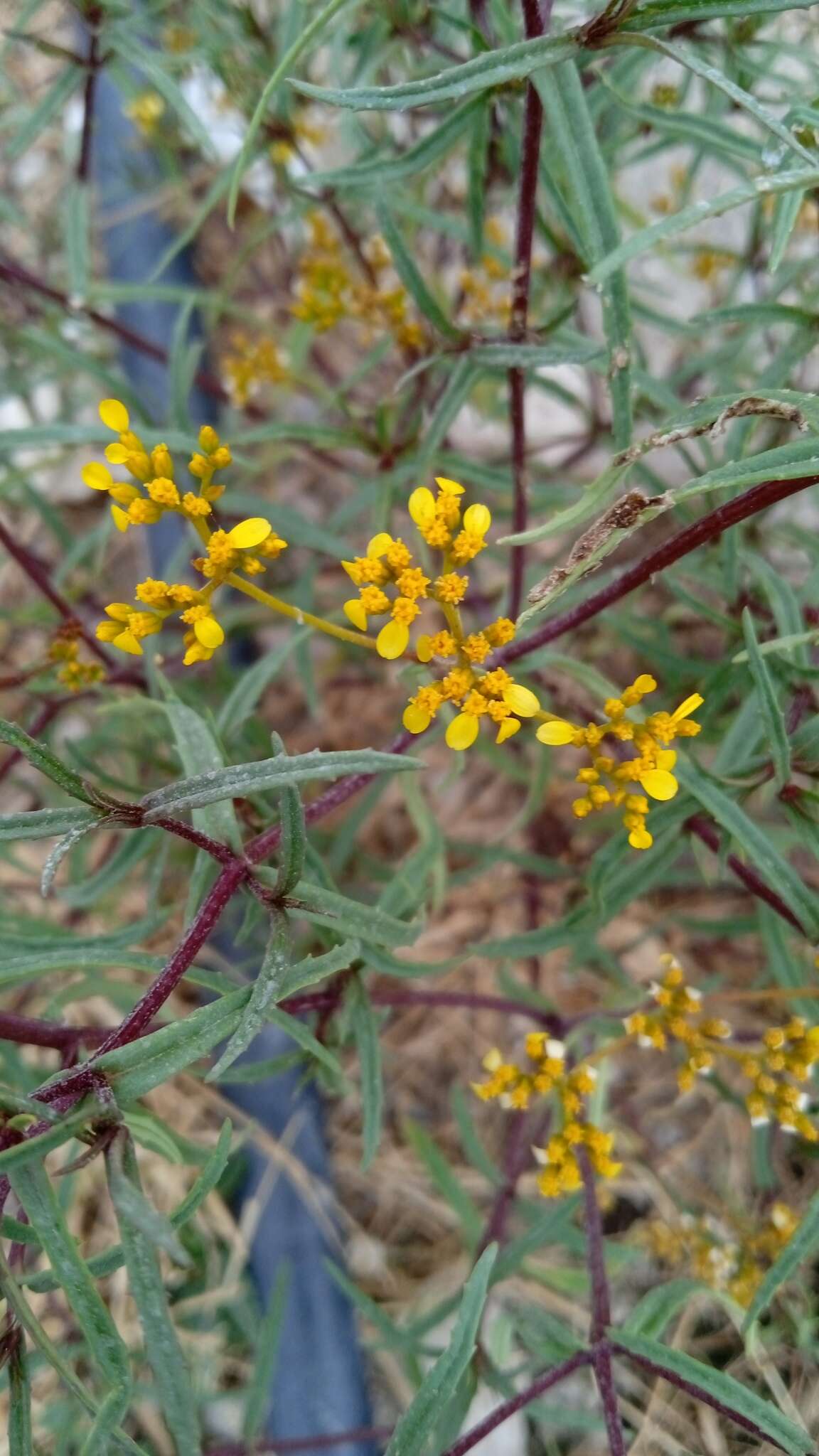 Image of Flaveria ramosissima Klatt