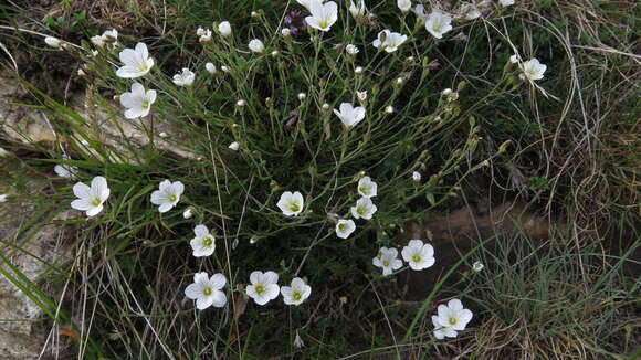 Image of Cherleria laricifolia (L.) Iamonico