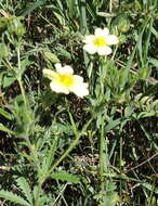 Image of sulphur cinquefoil