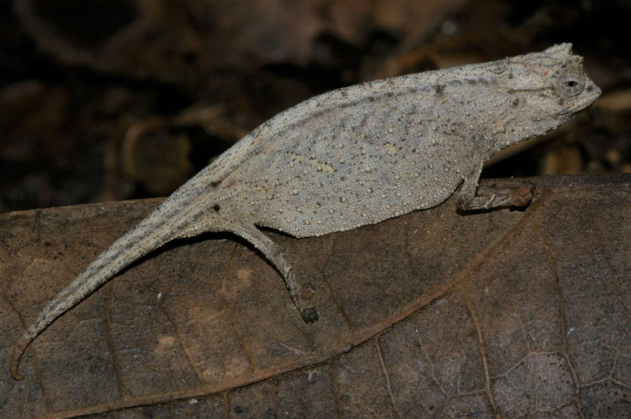 Image of Ramanantsoa's Leaf Chameleon