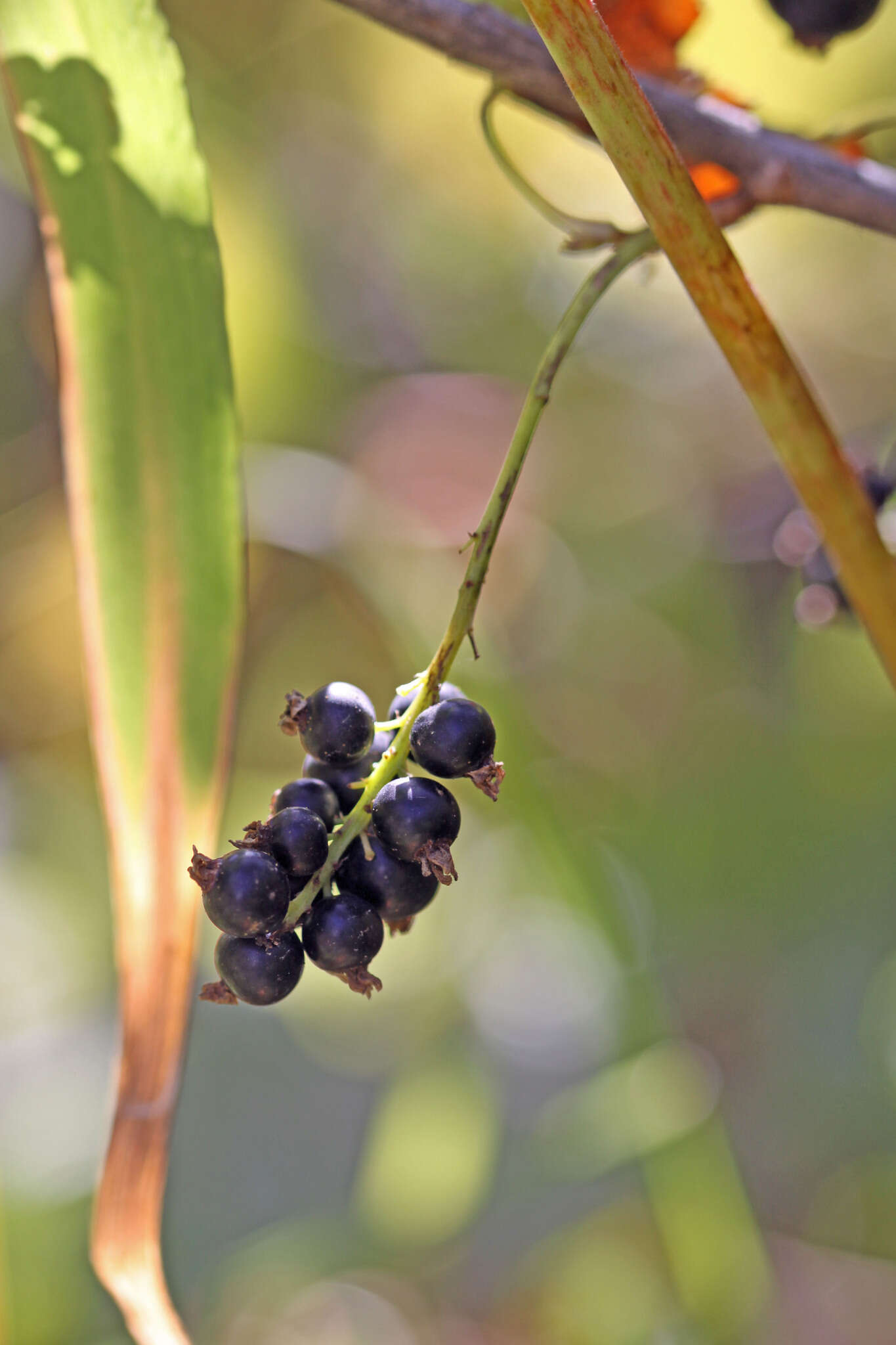 Image of western black currant