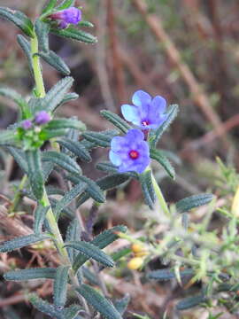 Image of Glandora prostrata subsp. lusitanica (Samp.) D. C. Thomas