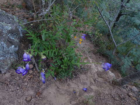 Слика од Penstemon potosinus Straw